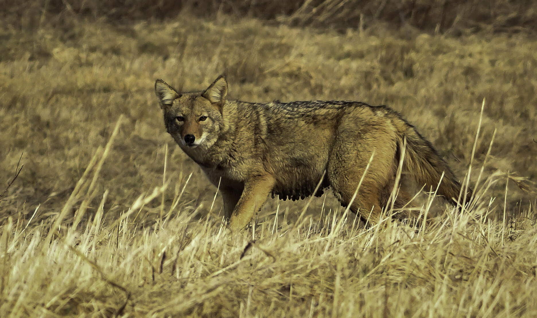 A coyotes stands in tall grass